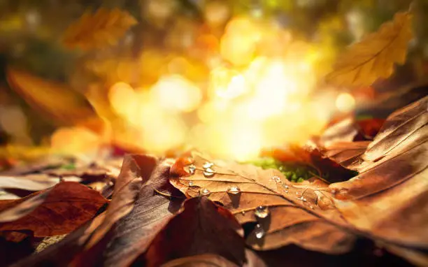Photo of Closeup of autumn leaves on a forest ground
