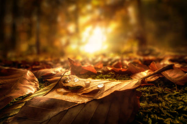 istock Closeup of autumn leaves on a forest ground 1425224719