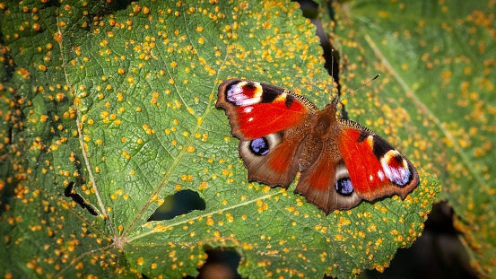 An european peacock butterfly basks in the rays of the sun on a leaf in the Laurentian Forest of Canada. This butterfly is new to Quebec.