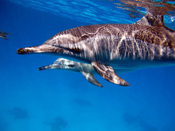 istock Dolphins. Spinner dolphin. Stenella longirostris is a small dolphin . 1425224982