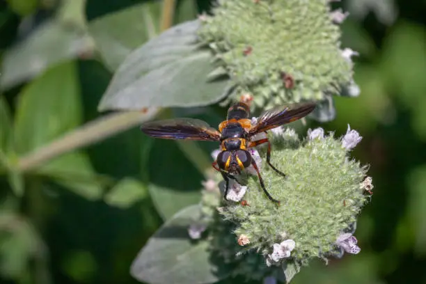 A Feather-legged fly forages on a Clustered Mountainmint flower in summer in the Laurentian Forest