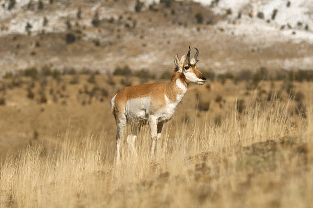 Pronghorn Antelope Stag on hill yellostone Park stock photo