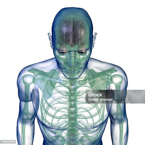 Body Xray Von Oben Auf Weiß Stockfoto und mehr Bilder von Anatomie - Anatomie, Biologie, Brustbereich