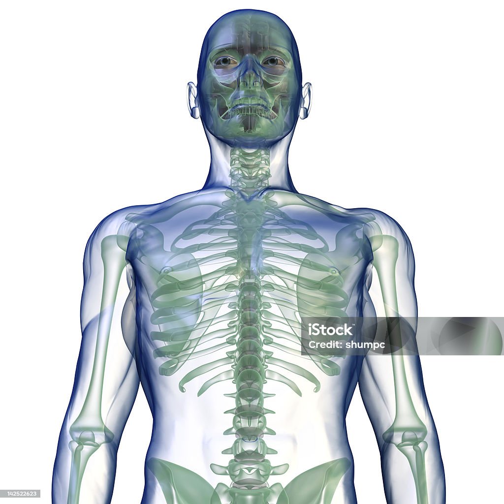 body x-ray von unten auf Weiß - Lizenzfrei Anatomie Stock-Foto