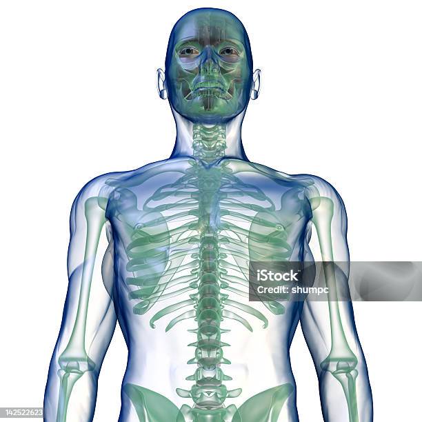 Body Xray Von Unten Auf Weiß Stockfoto und mehr Bilder von Anatomie - Anatomie, Biologie, Brustbereich