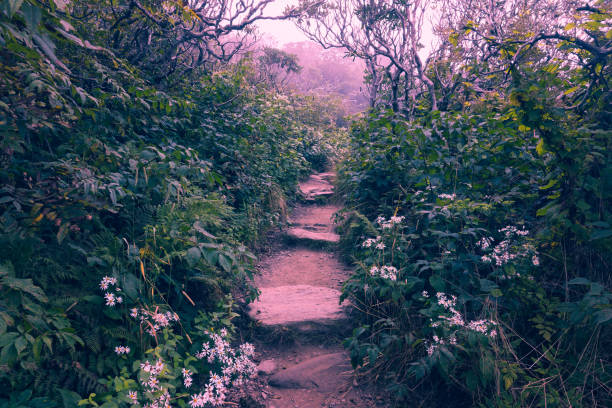 istock Craggy Gardens Trail 10 Violet 1425227499