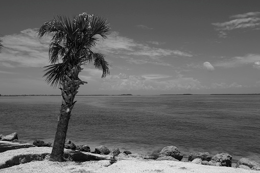A Lone Palm Tree on the Edge of Sanibel Island, Florida