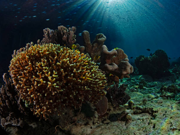 istock Corals in the morning backlight 1425227830