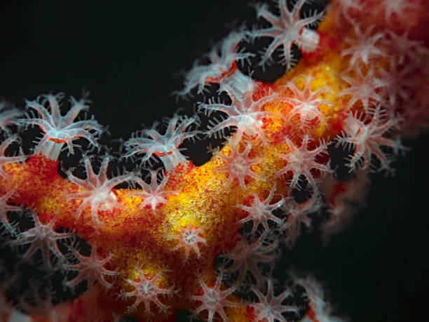 polyp coral de perto com fundo preto - cnidarian - fotografias e filmes do acervo