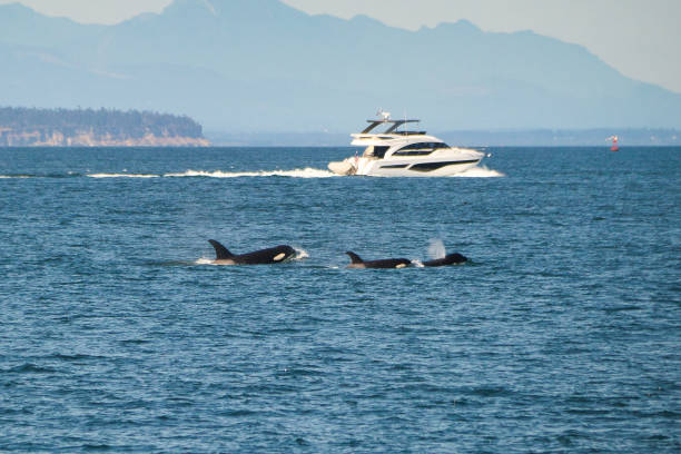 Family of whales with boat in the background