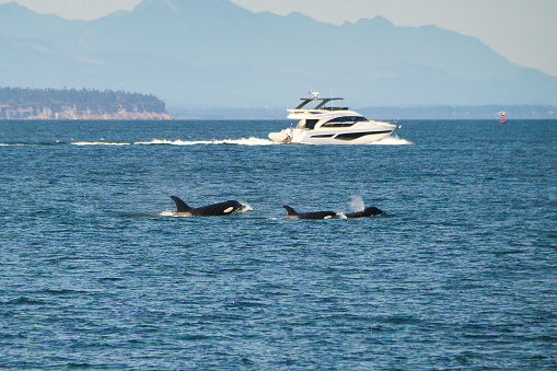 Humpback whale fluke while playfully swimming in clear blue ocean