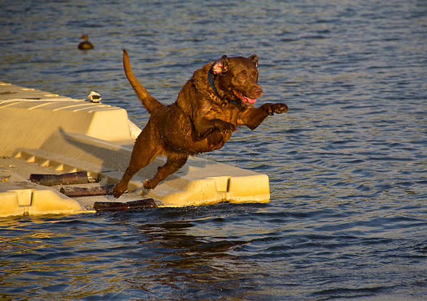 Jumping Labrador retiever stock photo