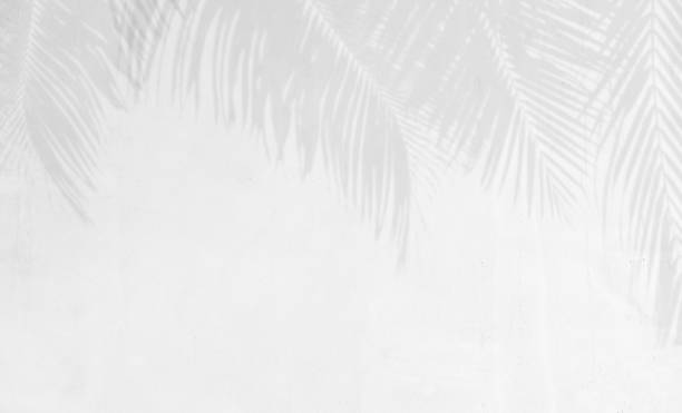istock Shadow of palm leaves on white cement wall background. 1425230417