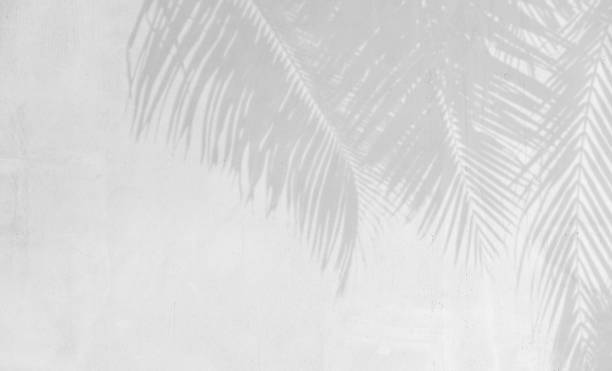 istock Shadow of palm leaves on white cement wall background. 1425230430