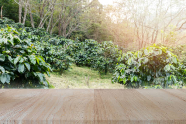Wooden tabletop on blurred coffee plantations background, can be used for display or montage your products.. stock photo