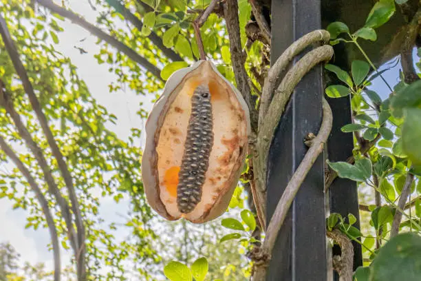 Fruit in an elongated pod with its seeds of a climbing plant Akebia quinata or Chocolate Vine against green foliage, sunny summer day, black metal post in a garden