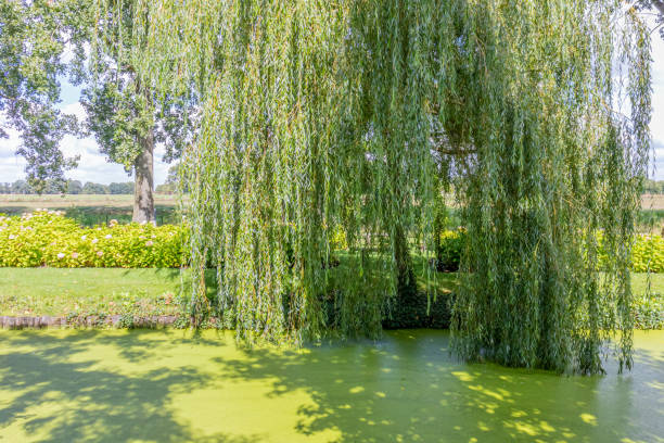 Weeping tree with green foliage with its branches and leaves touching the water stock photo