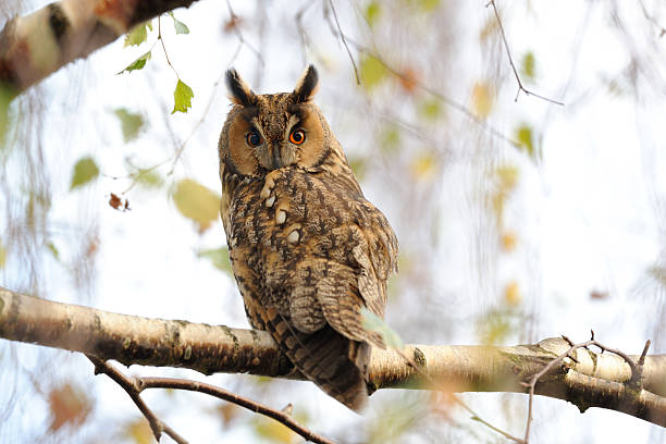 istock Long-eared owl with eyes wide open 142523240