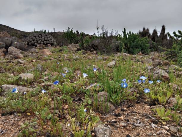 Flowering Desert - Chile - Atacama Desert 2022