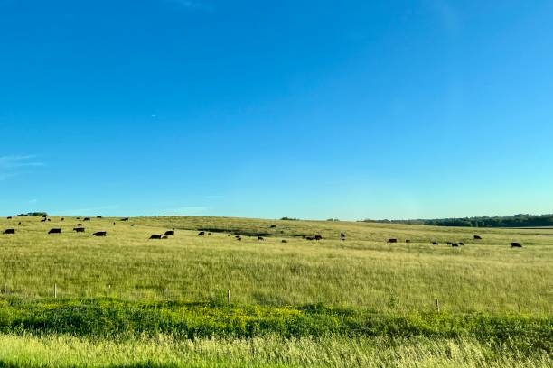 istock Black cows on a green meadow 1425237730