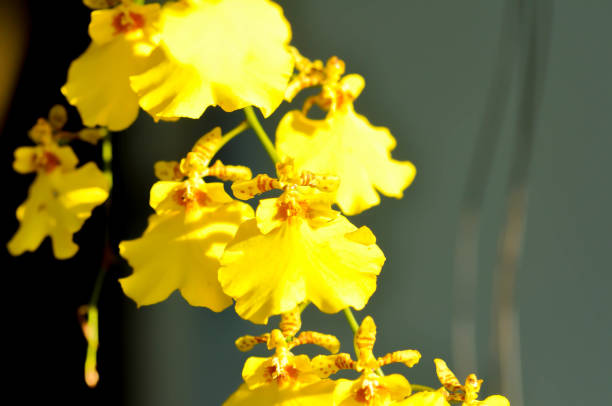 yellow orchid, orchid or ORCHIDACEAE flower or Dendrobium lindleyi Steud or Dendrobium lindleyi yellow orchid, orchid or ORCHIDACEAE flower or Dendrobium lindleyi Steud or Dendrobium lindleyi flower dendrobium orchid stock pictures, royalty-free photos & images