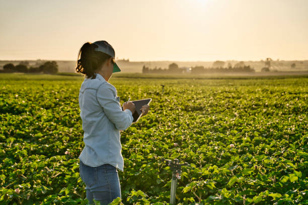 l'agronoma contadina intelligente controlla il campo con il tablet. agricoltura intelligente e agricoltura digitale.
femmina, giovane donna - agricoltrice foto e immagini stock