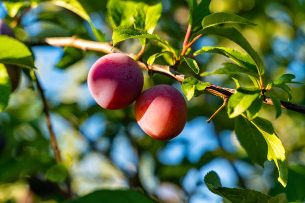 istock Growing ripe plums on a tree in a garden, blurred green and blue sky background 1425240467