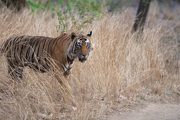 istock Beautiful Bengal tiger 142524279