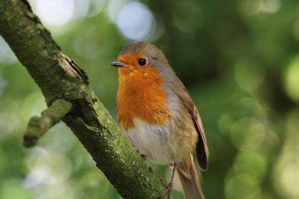 istock A Robin Redbreast in the forest 1425243005