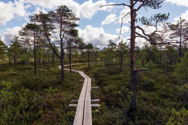 istock Duckboard trail leading through a swamp in Finland 1425243897