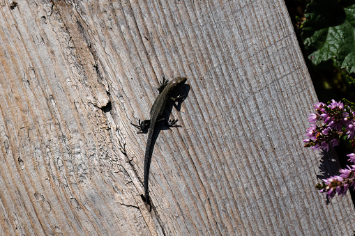 Small Viviparous lizard (Zootoca vivipara) on a wooden boardwalk in summer