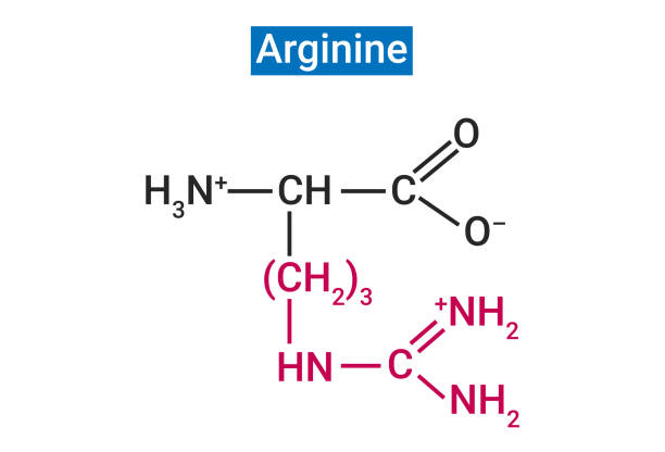 illustrazioni stock, clip art, cartoni animati e icone di tendenza di l-arginina è un aminoacido che aiuta il corpo a costruire proteine - arginine