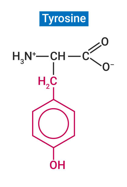 ilustraciones, imágenes clip art, dibujos animados e iconos de stock de la tirosina es un aminoácido no esencial que el cuerpo produce a partir de otro aminoácido llamado fenilalanina - molecule glucose chemistry biochemistry