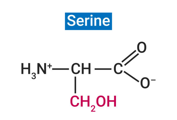 seryna jest nieistotnym aminokwasem u ludzi (syntetyzowanym przez organizm) - s stock illustrations
