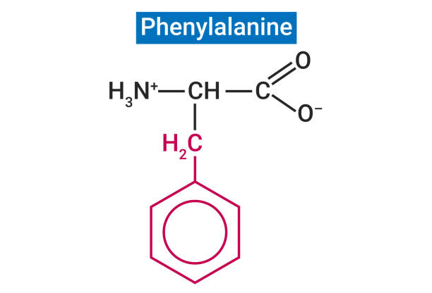 페닐알라닌은 pku 환자의 지적 장애, 뇌 손상, 발작 및 기타 문제를 일으킬 수 있습니다. - pku stock illustrations