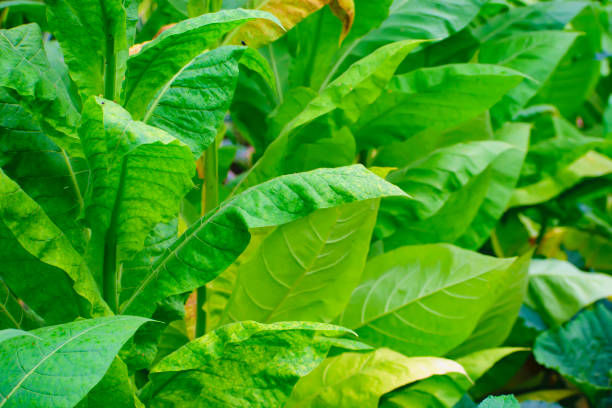 istock tobacco leaf close-up 1425245898