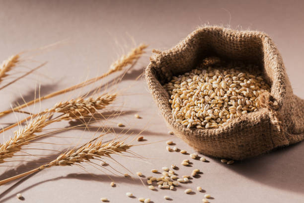 istock Organic uncooked dried barley cereal grain in a burlap bag 1425246453