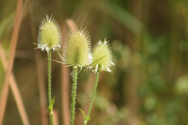 istock Closeup of cutleaf teasel green seeds with selective focus on foreground 1425246645