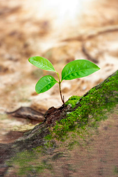 istock Renewable energy for future. Sustainable resources. 1425247642