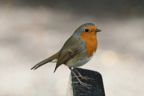 istock A Robin Redbreast in the forest 1425247799