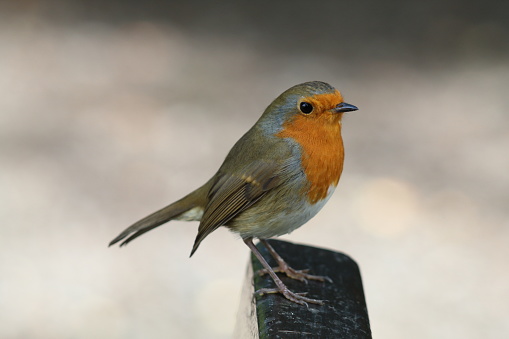 A European Robin (erithacus rubecula) perched on a branch with blurred green background