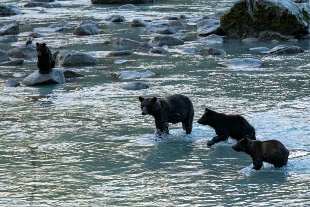 アラスカのグリズリーズ釣りサーモン - bear salmon alaska cub ストックフォトと画像