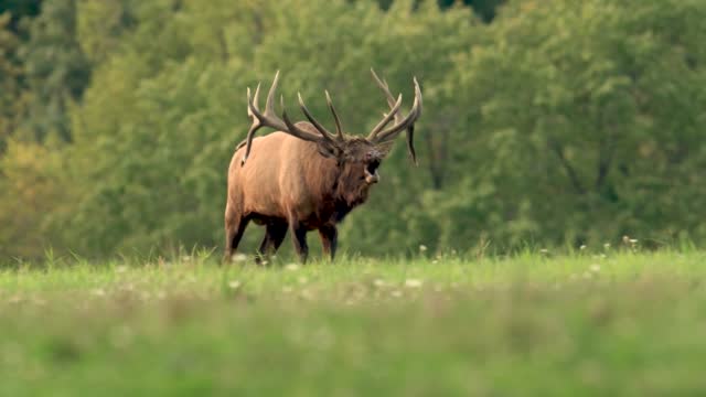Bull Elk Video Clip