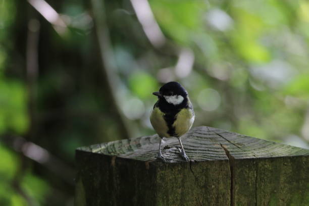 istock Tropical birds showing their beautiful, coloured feathers at a forest 1425250107