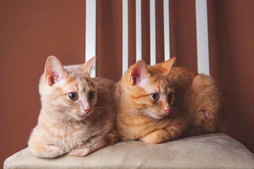 Two five months old fluffy cats brother and sister sitting on a white wooden chair on the brown background pose for the camera looking in one direction