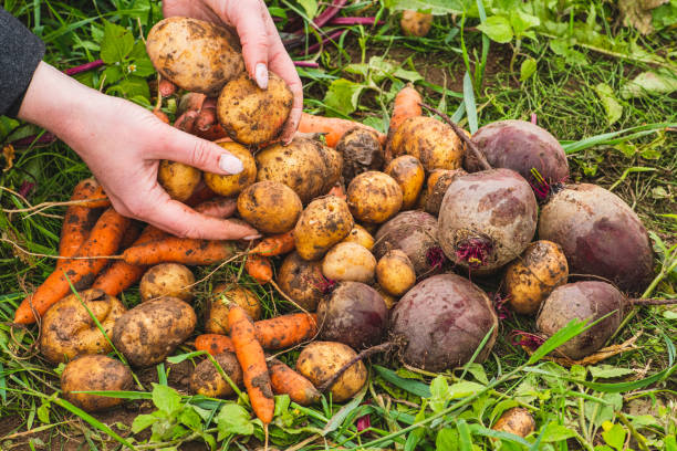 istock Fresh ripe red beetroot in the soil among green grass 1425252375