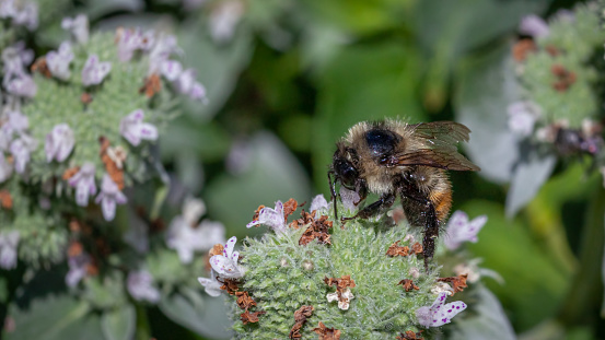 A Tricolored Bumble Bee gathers pollen from a flower of Clustered Mountainmint.