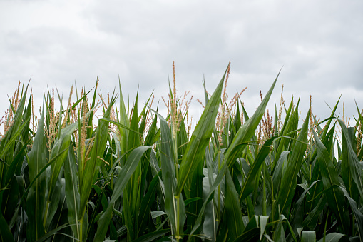 Fresh canadian corn is growing in the field.