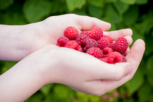 holding raspberries while taking them from bushes close by