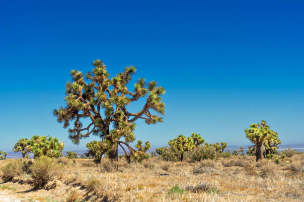 Joshua Trees in the Mojave Desert in California stock photo